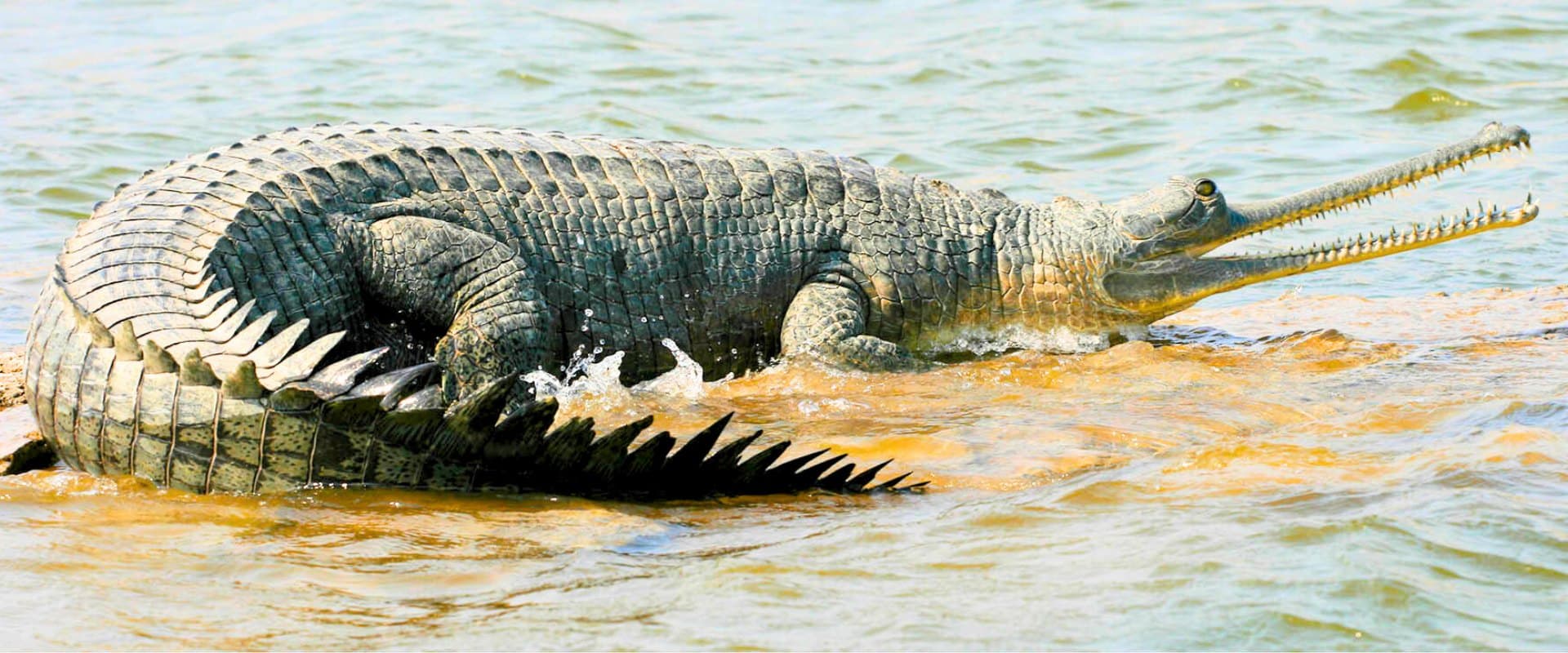 A gharial resting in the shallow water of the Chambal river