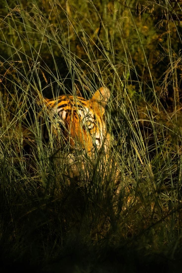 A tiger half hidden in tall grass