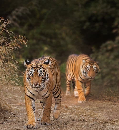 Two tigers walking together on a forest path